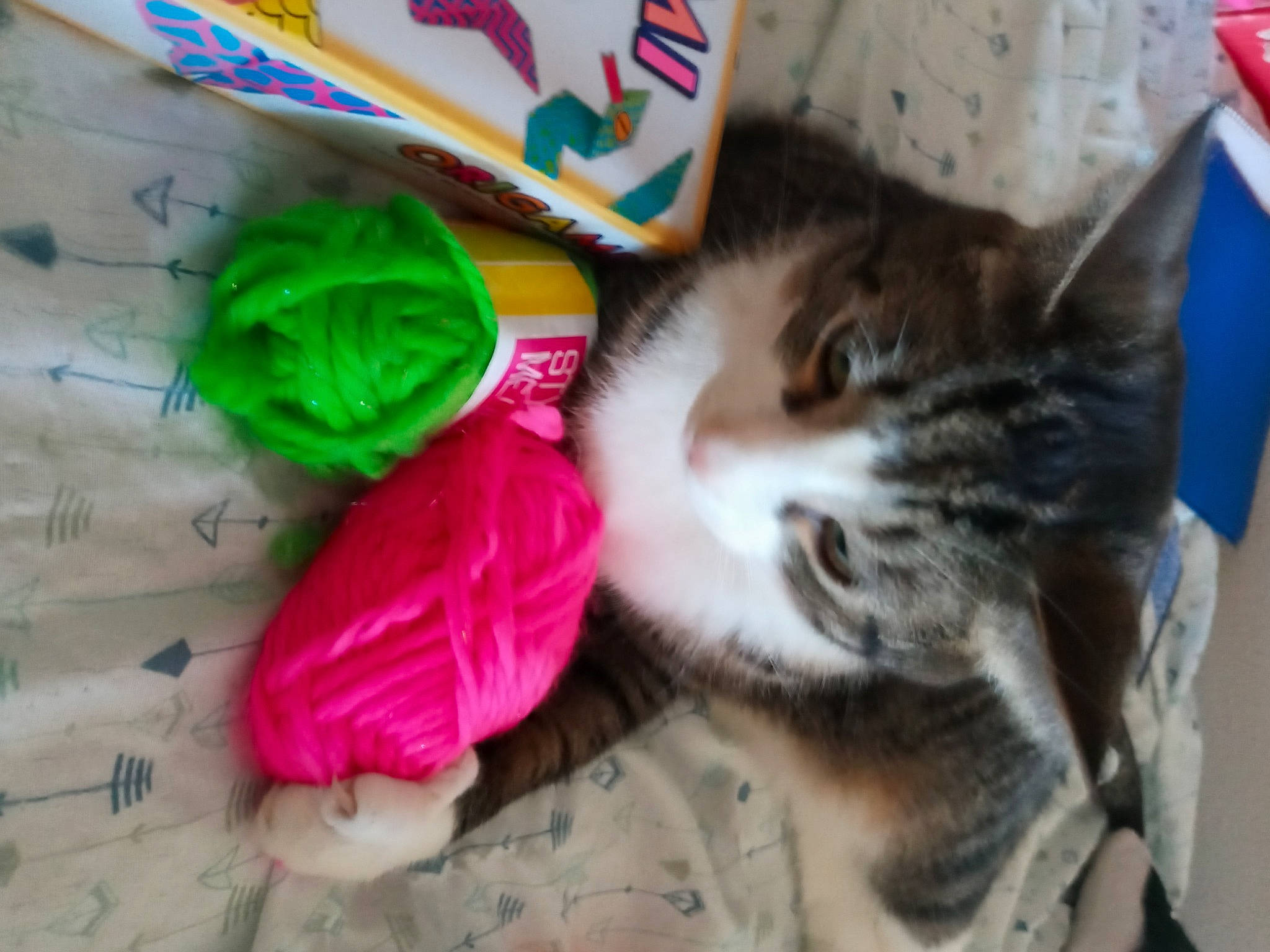 Cloud joined the competition — help win amazing prizes! american_shorthair, carnivore, cat, domestic_short_haired_cat, european_shorthair, felidae, fur, kitten, small_to_medium_sized_cats, tail, whiskers