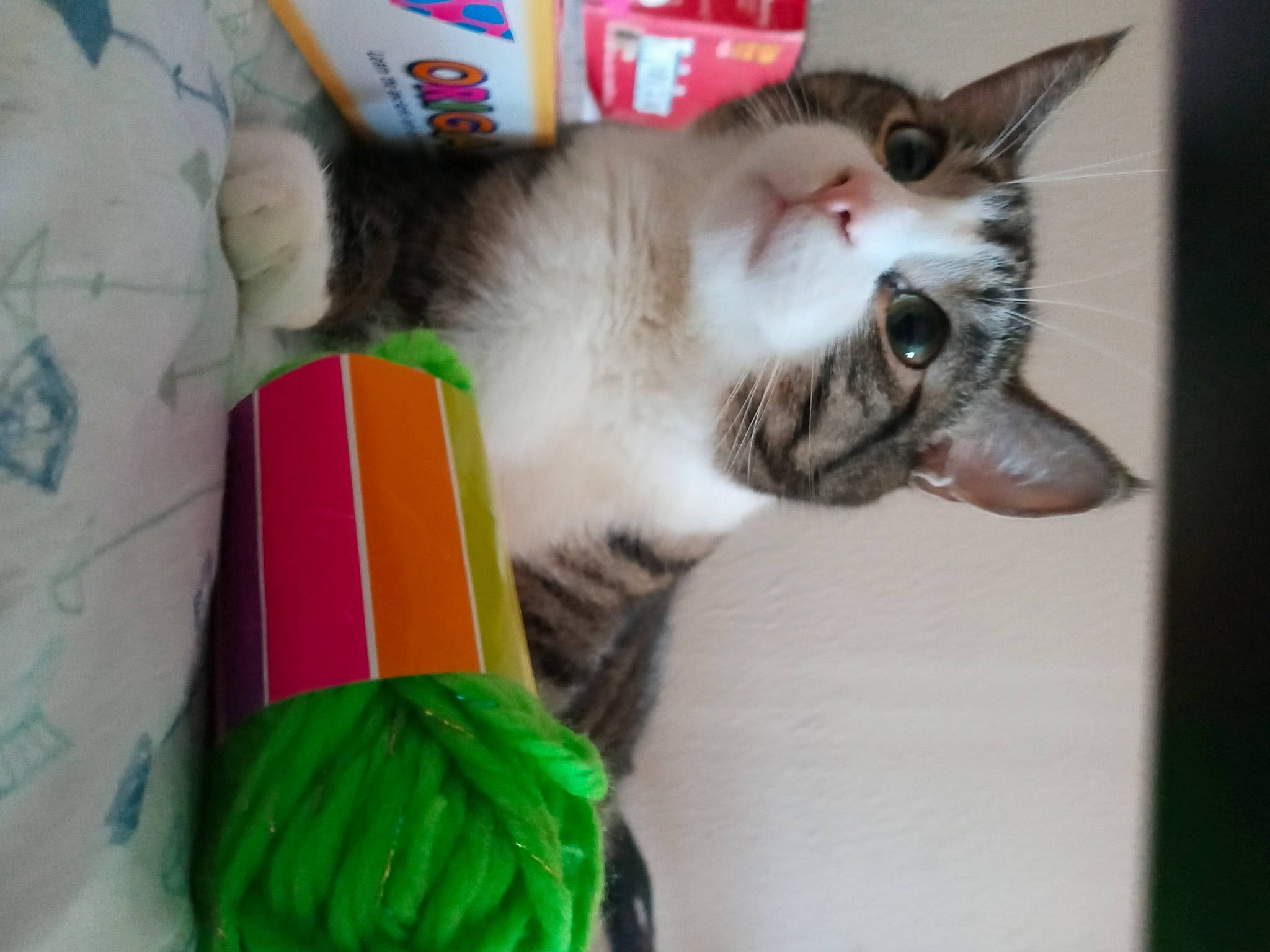 Cloud joined the competition — help win amazing prizes! aegean_cat, asian, carnivore, cat, domestic_short_haired_cat, ear, european_shorthair, felidae, fur, kitten, nose, paw, polydactyl_cat, small_to_medium_sized_cats, snout, tabby_cat, tail, whiskers