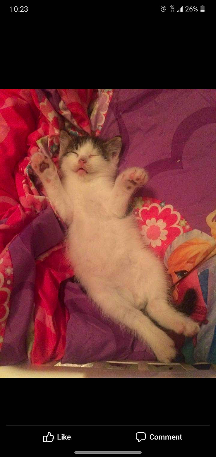 Bingo And Dolly joined the competition — help win amazing prizes! american_curl, asian, burmilla, carnivore, cat, felidae, kitten, mammal, photo_caption, polydactyl_cat, ragdoll, small_to_medium_sized_cats, tail, turkish_van, whiskers