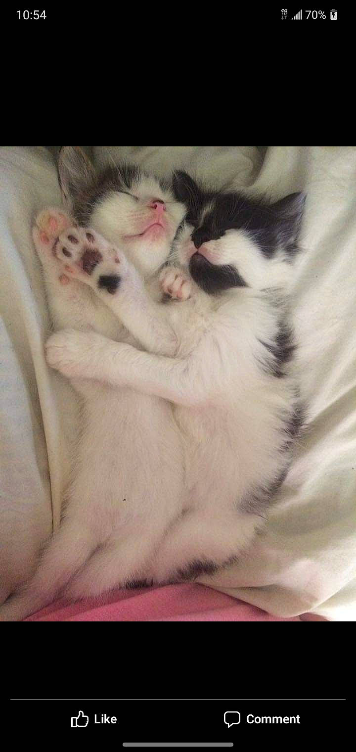 Bingo And Dolly joined the competition — help win amazing prizes! carnivore, cat, ear, felidae, fur, hug, kitten, mammal, nap, paw, photo_caption, polydactyl_cat, small_to_medium_sized_cats, tail, whiskers