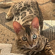 Yoshi participe au concours pour gagner de l'argent avec cette photo : cat, bengal_cat, blue_eyes, fur, whiskers, ears, paws, lying_down, looking_at_camera, indoor, rug, patterned_rug, brown, beige, texture, animal, pet, domestic_cat, curious, close_up