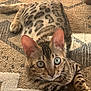 cat, bengal_cat, blue_eyes, fur, whiskers, ears, paws, lying_down, looking_at_camera, indoor, rug, patterned_rug, brown, beige, texture, animal, pet, domestic_cat, curious, close_up