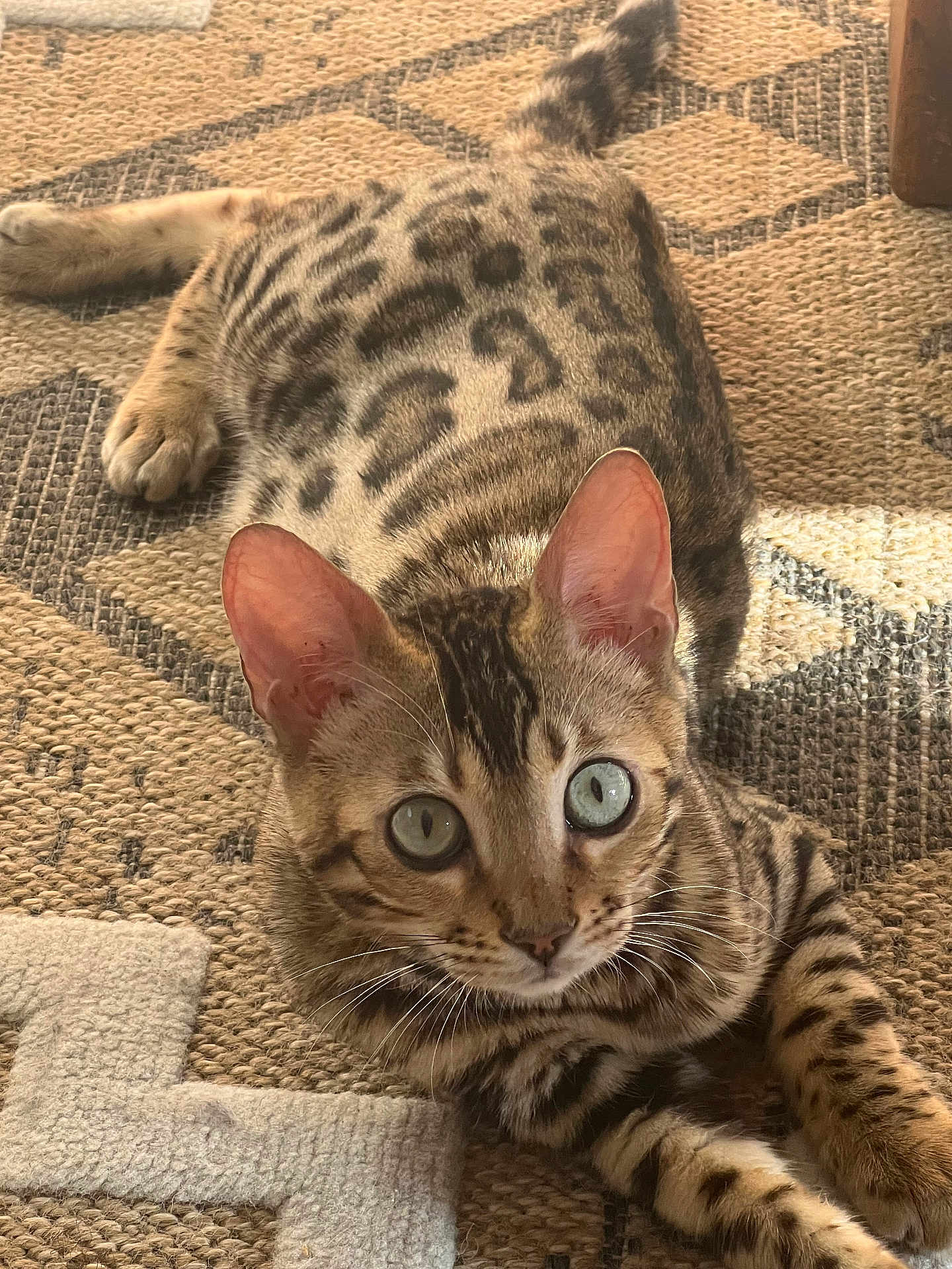 Yoshi participe au concours pour gagner de l'argent avec cette photo : cat, bengal_cat, blue_eyes, fur, whiskers, ears, paws, lying_down, looking_at_camera, indoor, rug, patterned_rug, brown, beige, texture, animal, pet, domestic_cat, curious, close_up