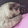Mu'Izza a rejoint le concours — aidez-le/la à gagner de superbes lots ! cat, sleeping, paw, pink_paw_pads, fur, cozy, blanket, resting, cute, closeup, animal, pet, indoor, relaxed, feline, soft_texture, napping, ear, whiskers, warm