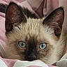 cat, kitten, siamese_cat, blue_eyes, close_up, fur, ears, whiskers, blanket, pink, white, cozy, pet, animal, cute, curious, indoor, portrait, face, resting