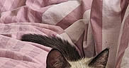 Mu'Izza a rejoint le concours — aidez-le/la à gagner de superbes lots ! kitten, cat, siamese, blue_eyes, peeking, blanket, pink, white, striped, cozy, fur, ears, tail, indoor, soft, bed, cute, pet, animal, resting