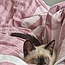 kitten, cat, siamese, blue_eyes, peeking, blanket, pink, white, striped, cozy, fur, ears, tail, indoor, soft, bed, cute, pet, animal, resting