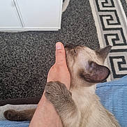 Mu'Izza participe au concours pour gagner de l'argent avec cette photo : cat, siamese_cat, paw, hand, thumb, indoor, carpet, rug, pattern, furniture, blue_fabric, pet, animal, fur, whiskers, ear, closeup, affection, human, touch