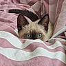 Mu'Izza a rejoint le concours — aidez-le/la à gagner de superbes lots ! cat, kitten, siamese, blue_eyes, blanket, pink, white, striped, fur, animal, pet, cute, cozy, indoor, peek, curious, ears, tail, resting, soft