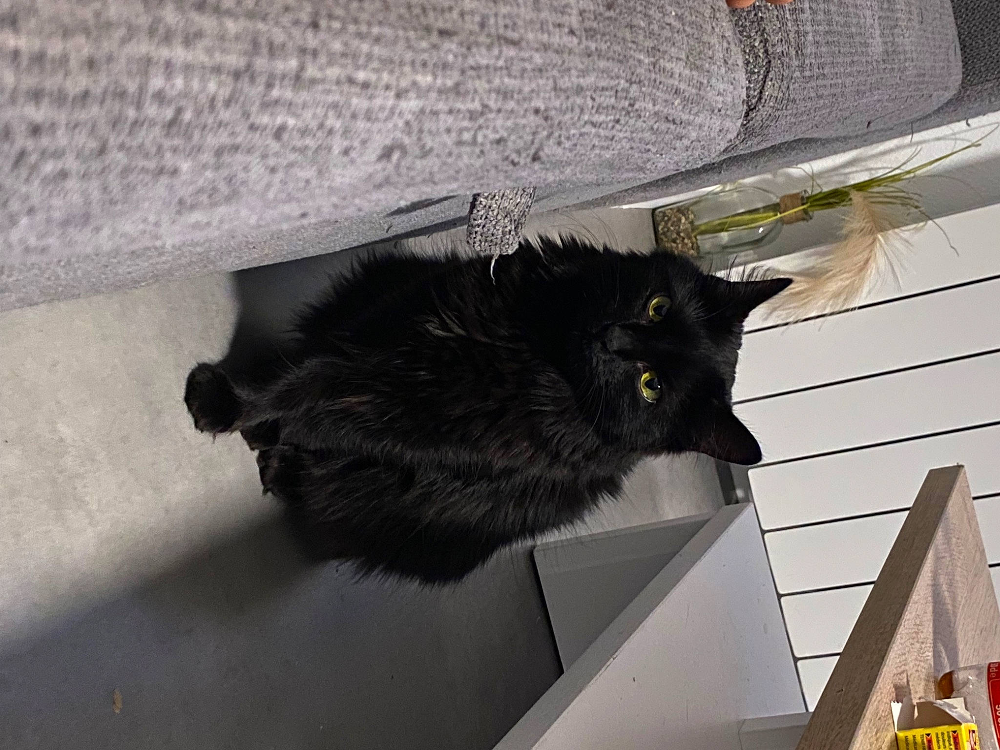 Hinata a rejoint le concours — aidez-le/la à gagner de superbes lots ! black_cat, carnivore, cat, claw, domestic_short_haired_cat, felidae, flooring, fur, grey, shadow, small_to_medium_sized_cats, tail, whiskers, wood