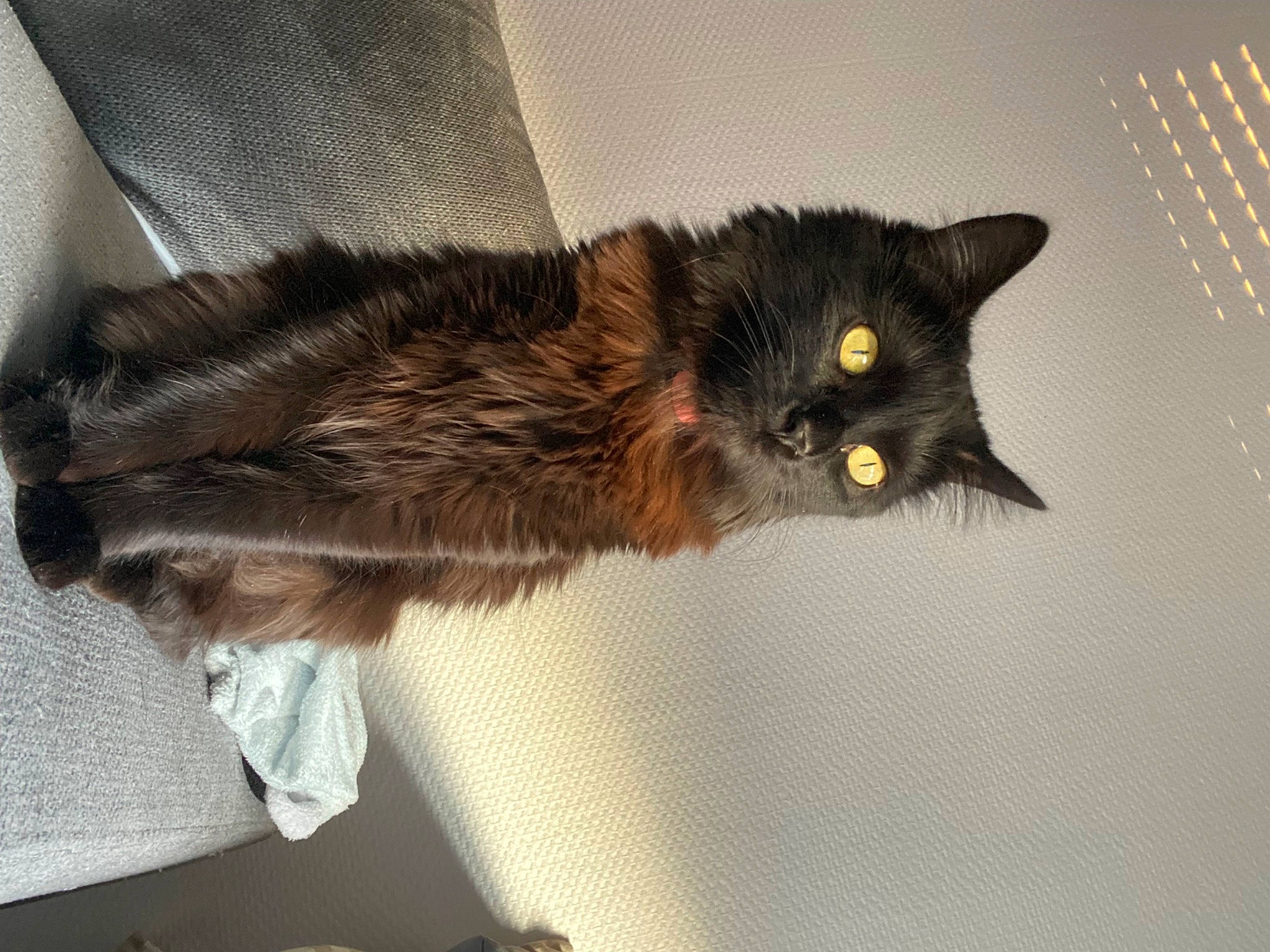 Hinata a rejoint le concours — aidez-le/la à gagner de superbes lots ! black_cat, bombay, carnivore, cat, claw, domestic_short_haired_cat, felidae, fur, liver, paw, small_to_medium_sized_cats, snout, tail, terrestrial_animal, whiskers