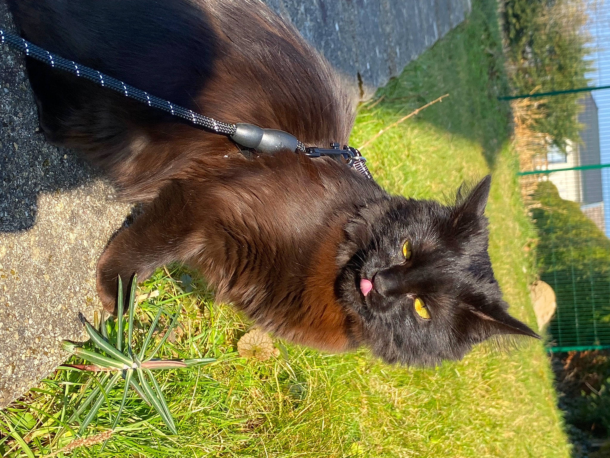 Hinata a rejoint le concours — aidez-le/la à gagner de superbes lots ! black_cat, carnivore, cat, claw, collar, dog_breed, domestic_short_haired_cat, fawn, felidae, fur, grass, liver, plant, small_to_medium_sized_cats, snout, sporting_group, tail, terrestrial_animal, tree, whiskers