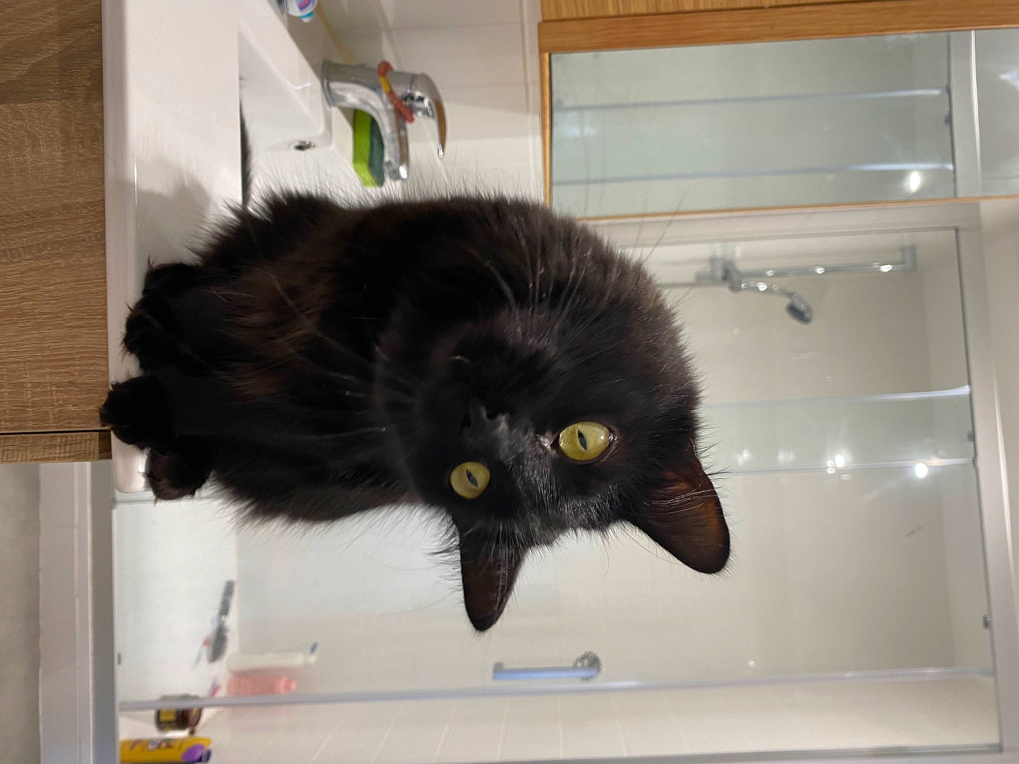 Hinata a rejoint le concours — aidez-le/la à gagner de superbes lots ! black_cat, bombay, carnivore, cat, claw, domestic_short_haired_cat, felidae, fur, small_to_medium_sized_cats, snout, tail, terrestrial_animal, whiskers