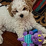 animal, brown, curly_fur, cute, dog, floor, indoor, lying_down, pet, playful, plush, puppy, purple, striped_rug, tan, toy, turquoise, white, wooden_floor, young