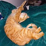 Cocotte participe au concours pour gagner de l'argent avec cette photo : cat, orange_tabby, sleeping, blanket, green_blanket, cozy, stretch, paws, whiskers, fur, pet, domestic_cat, indoor, bedding, curled_up, nap, feline, stripes, tail, relaxed