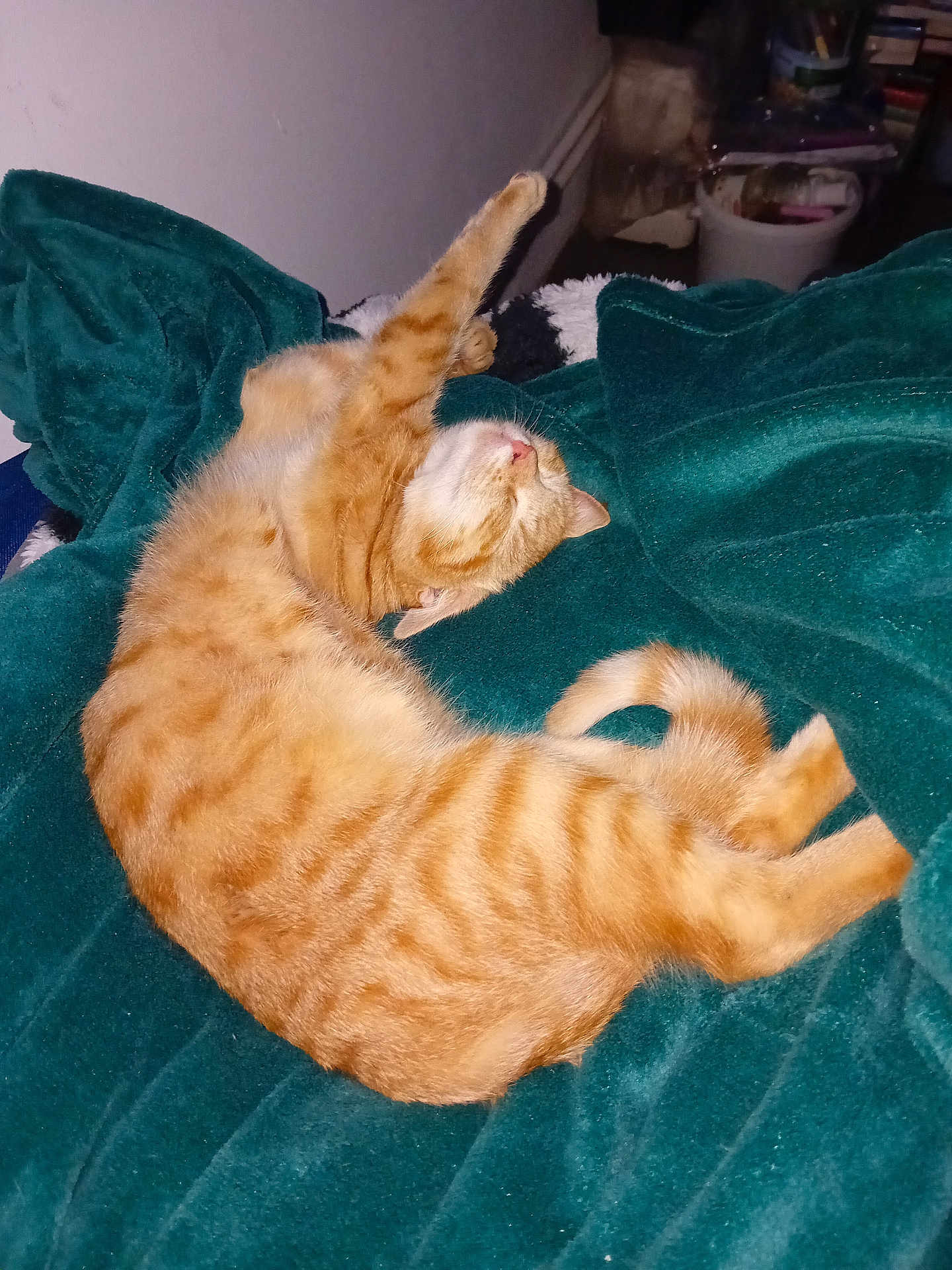 Cocotte participe au concours pour gagner de l'argent avec cette photo : cat, orange_tabby, sleeping, blanket, green_blanket, cozy, stretch, paws, whiskers, fur, pet, domestic_cat, indoor, bedding, curled_up, nap, feline, stripes, tail, relaxed