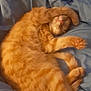 bed, bedding, blanket, blue_blanket, cat, closeup, cozy, curled, domestic_animal, fur, indoor, nap, orange_tabby, paw, pet, sleeping, soft, tabby, tail, whiskers