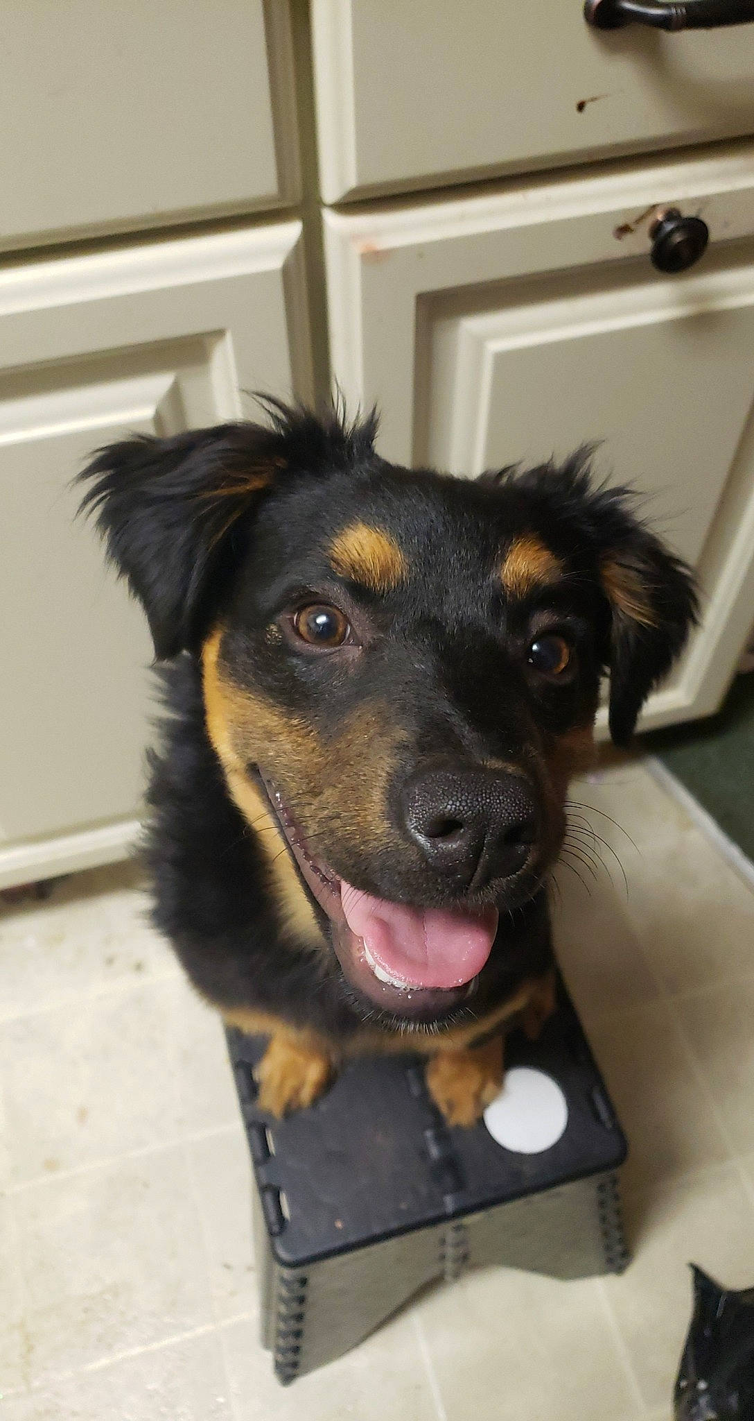 Koya joined the competition — help win amazing prizes! ball, canidae, carnivore, collar, companion_dog, dog, dog_breed, door, ear, fawn, flooring, fur, guard_dog, herding_dog, jaw, pet_supply, snout, sporting_group, whiskers, working_dog