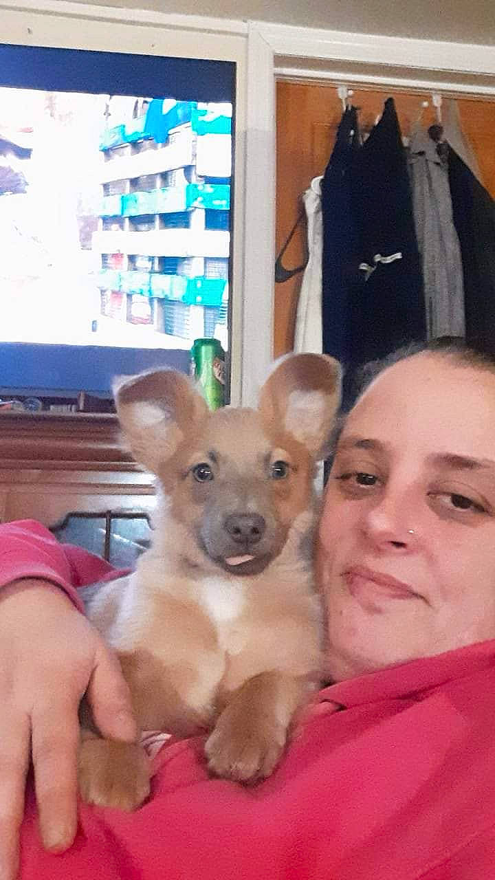 Freya is registered to the contest to win money with this photo: canidae, carnivore, clothes_hanger, comfort, companion_dog, dog, dog_breed, dog_supply, ear, fawn, fur, room, sitting, smile, snout, sporting_group, t_shirt, toy_dog, whiskers, working_animal