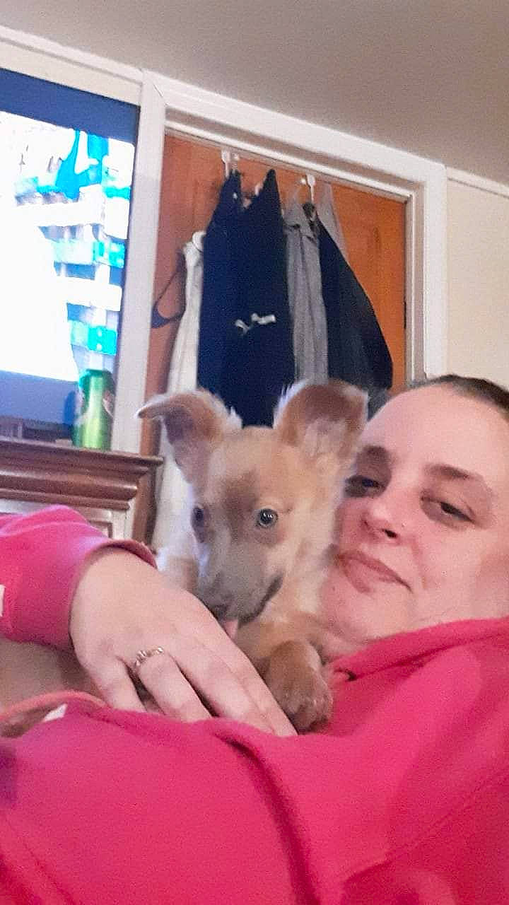 Freya joined the competition — help win amazing prizes! canidae, carnivore, child, clothes_hanger, comfort, companion_dog, dog, dog_breed, fawn, felidae, flooring, fun, fur, paw, picture_frame, room, sitting, snout, sporting_group, working_animal