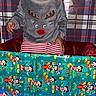 chair, child, christmas_lights, christmas_stocking, festive, flash_photography, gift_wrap, happy, holiday, indoor, mickey_mouse, plaid_background, portrait, present, reindeer_sweater, sitting, smiling, striped_pants, toddler, toothy_grin