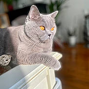 Naya a rejoint le concours — aidez-le/la à gagner de superbes lots ! animal, cat, close_up, decor, domestic_cat, fur, furniture, gray_cat, houseplant, indoor, mammal, orange_eyes, pet, portrait, relaxed, resting, soft_light, table, whiskers, wood_floor
