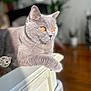 animal, cat, close_up, decor, domestic_cat, fur, furniture, gray_cat, houseplant, indoor, mammal, orange_eyes, pet, portrait, relaxed, resting, soft_light, table, whiskers, wood_floor
