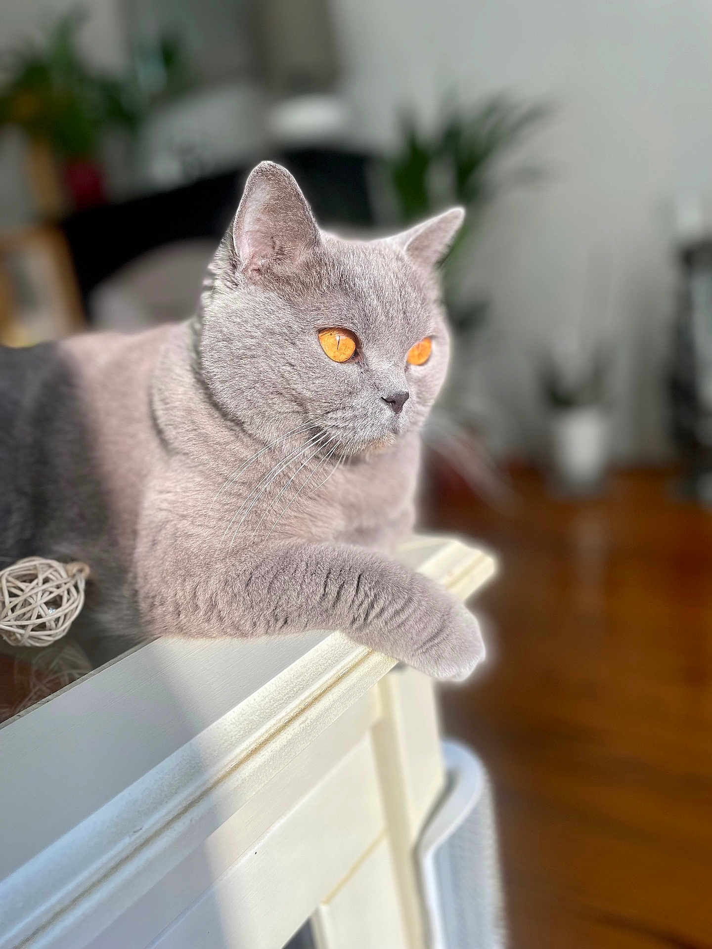Naya