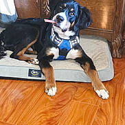 Theo joined the competition — help win amazing prizes! dog, pet_bed, blue_harness, wooden_floor, indoor, chewing, stick, black_dog, brown_dog, white_markings, curious, lying_down, furniture, cozy, home, flooring, animal, canine, resting, domestic