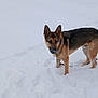 Bear is registered to the contest to win money with this photo: animal, canine, cold, daytime, dog, ears, fur, german_shepherd, landscape, leash, looking, muzzle, nature, outdoor, pet, snout, snow, standing, walking, winter