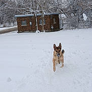 Bear is registered to the contest to win money with this photo: animal, brick_building, canine, cold, daytime, dog, field, fur, landscape, motion, nature, outdoor, playful, running, sky, snow, snowflakes, trees, white, winter
