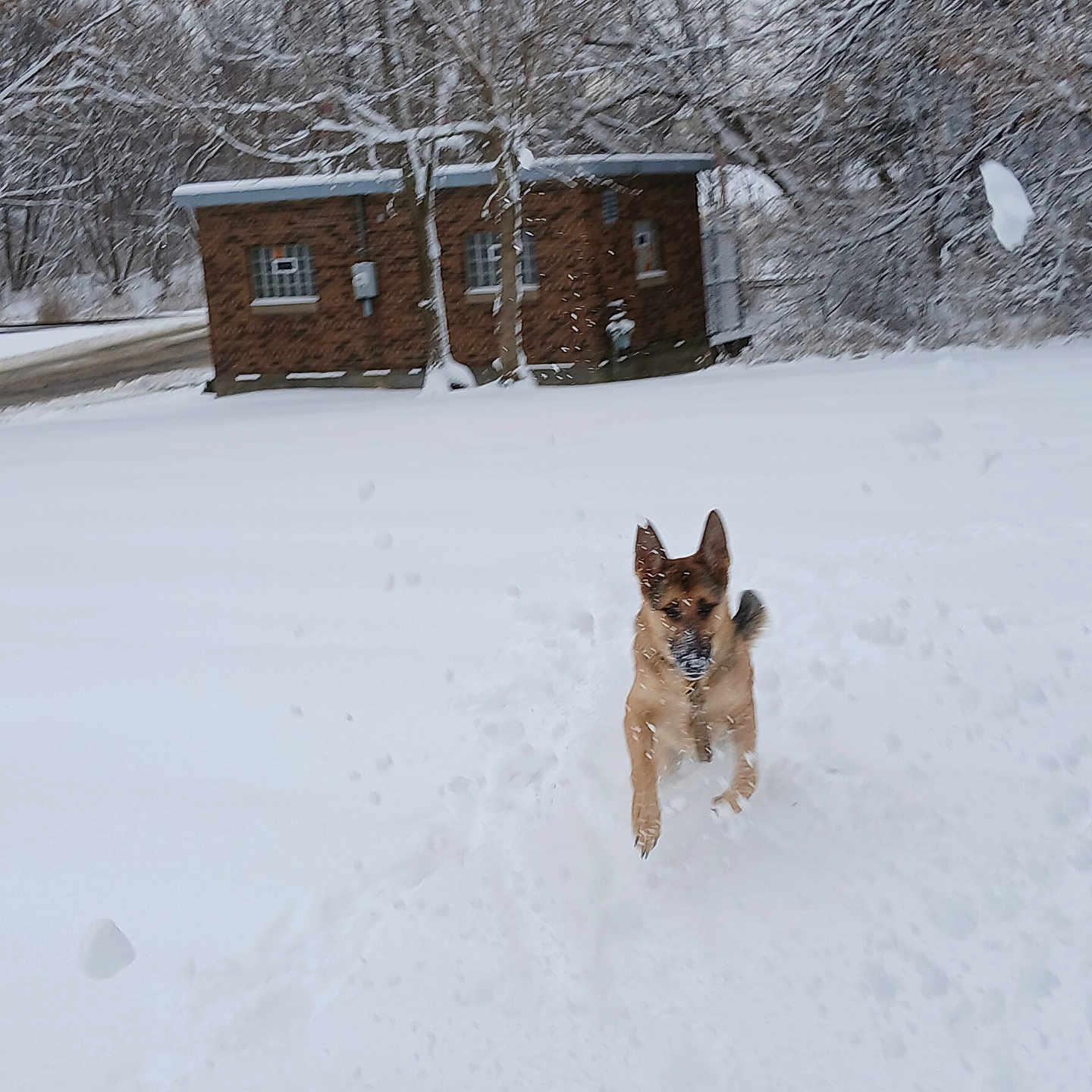 Bear is registered to the contest to win money with this photo: animal, brick_building, canine, cold, daytime, dog, field, fur, landscape, motion, nature, outdoor, playful, running, sky, snow, snowflakes, trees, white, winter