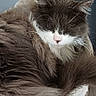 Einstein participe au concours pour gagner de l'argent avec cette photo : cat, fluffy, gray, white, sleeping, cat_tree, cozy, pet, indoor, feline, fur, resting, whiskers, paw, tail, closeup, animal, cute, relaxed, home