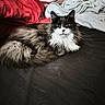 cat, tuxedo_cat, fluffy_fur, bed, blanket, pillow, stuffed_toys, indoor, cozy, relaxed, pet, animal, feline, whiskers, sleepy, resting, domestic, cute, soft, home
