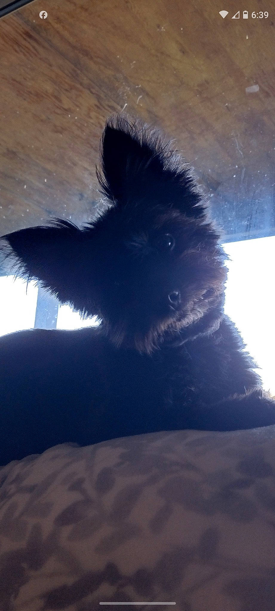 Booboo Bear is registered to the contest to win money with this photo: bed, canidae, carnivore, companion_dog, dog, dog_breed, electric_blue, feather, felidae, foot, fur, paw, shadow, small_to_medium_sized_cats, tail, tints_and_shades, toy_dog, vertebrate, whiskers, wing