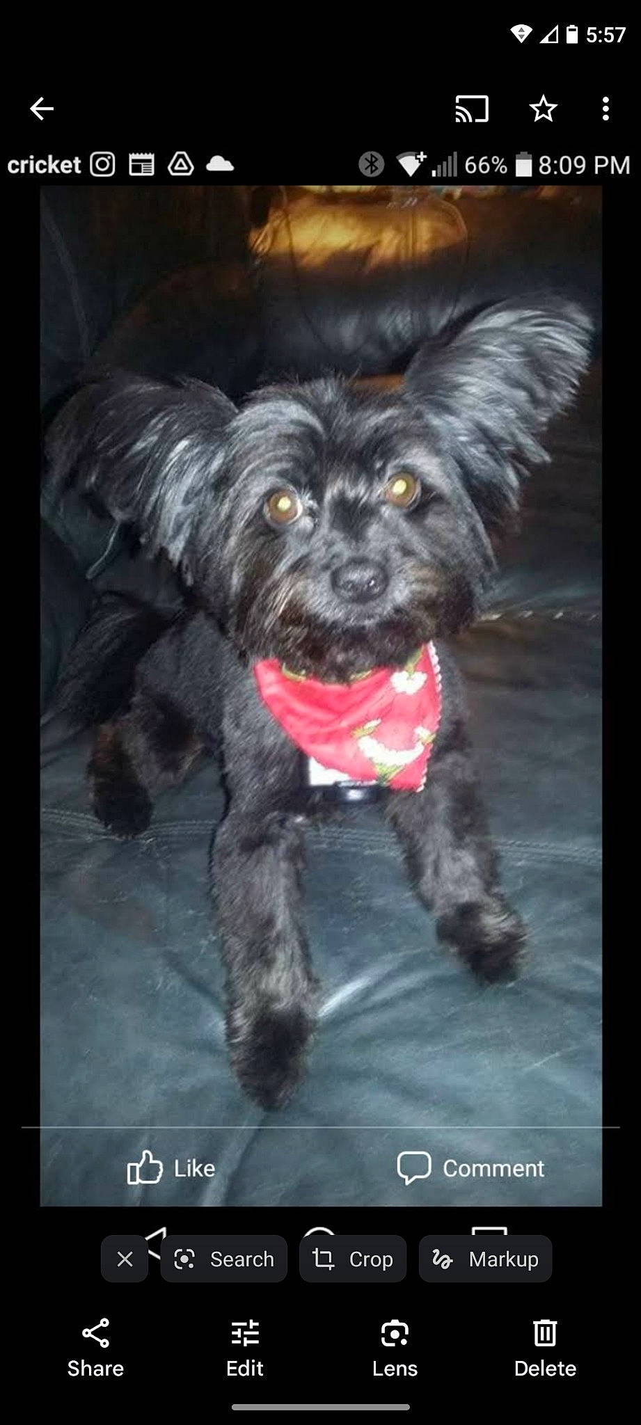 Booboo Bear is registered to the contest to win money with this photo: art, canidae, carnivore, companion_dog, darkness, dog, dog_breed, dog_supply, fictional_character, fur, liver, small_terrier, snout, sporting_group, tail, terrier, toy, toy_dog, whiskers, working_animal