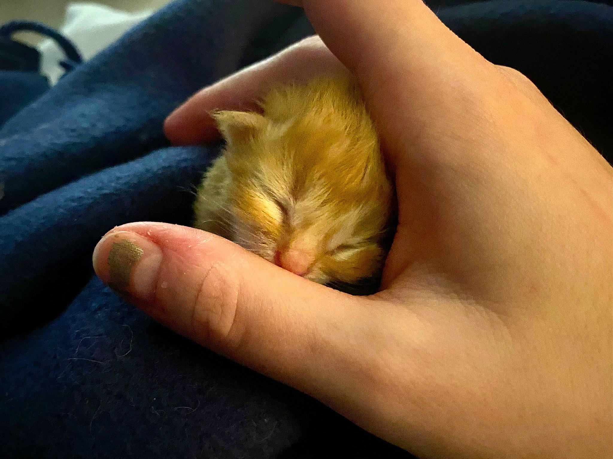 Finnegan James is registered to the contest to win money with this photo: claw, felidae, finger, flowering_plant, fur, gesture, human_leg, nail, plant, thumb, whiskers