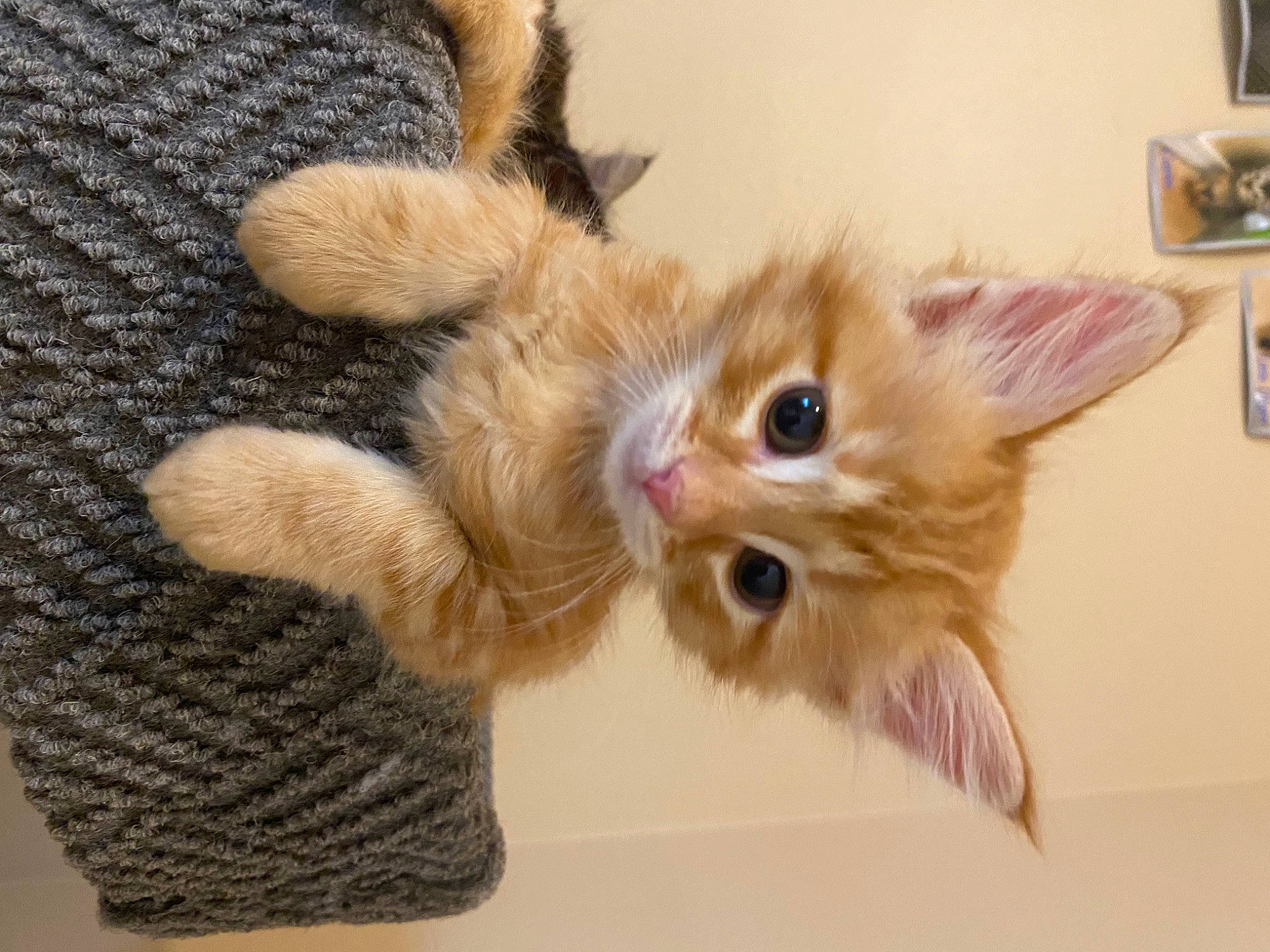 Finnegan James is registered to the contest to win money with this photo: bed, carnivore, cat, claw, domestic_short_haired_cat, fawn, felidae, fur, paw, peach, plant, small_to_medium_sized_cats, snout, tail, tree, whiskers, wool, woolen, woven_fabric