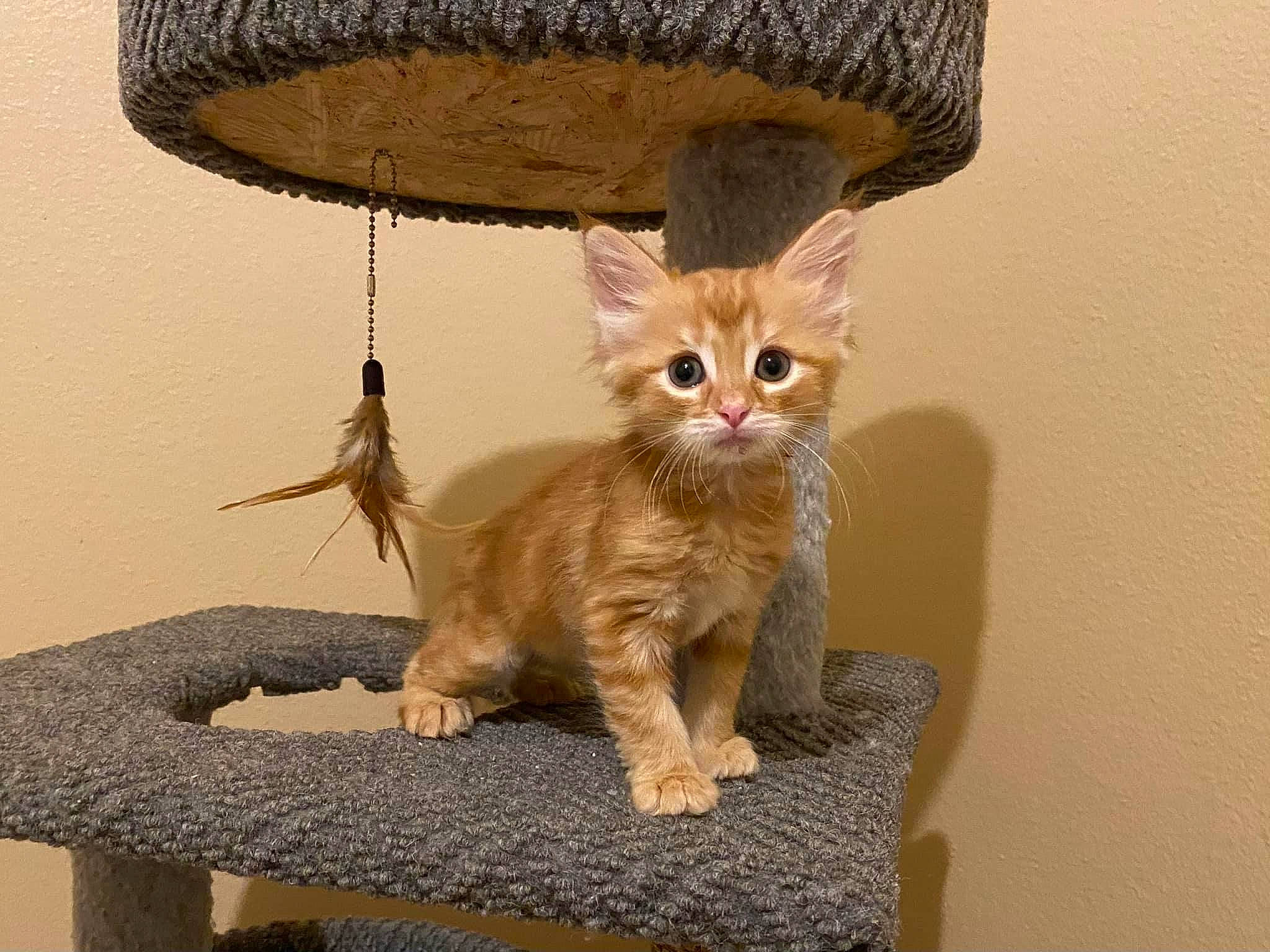 Finnegan James joined the competition — help win amazing prizes! carnivore, cat, cat_supply, domestic_short_haired_cat, fashion_accessory, fawn, felidae, fur, hat, paw, pet_supply, small_to_medium_sized_cats, snout, sombrero, sun_hat, table, tail, whiskers, window, wood
