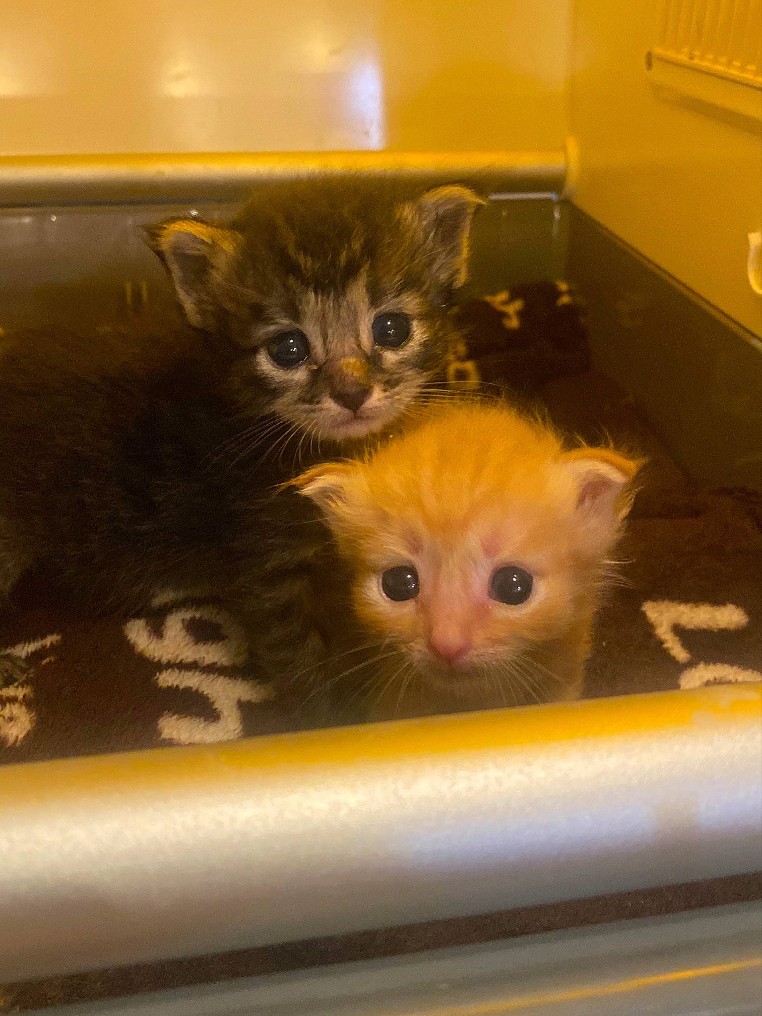 Finnegan James joined the competition — help win amazing prizes! box, carnivore, cat, claw, domestic_short_haired_cat, fawn, felidae, fur, paw, pet_supply, photo_caption, room, small_to_medium_sized_cats, snout, tail, whiskers