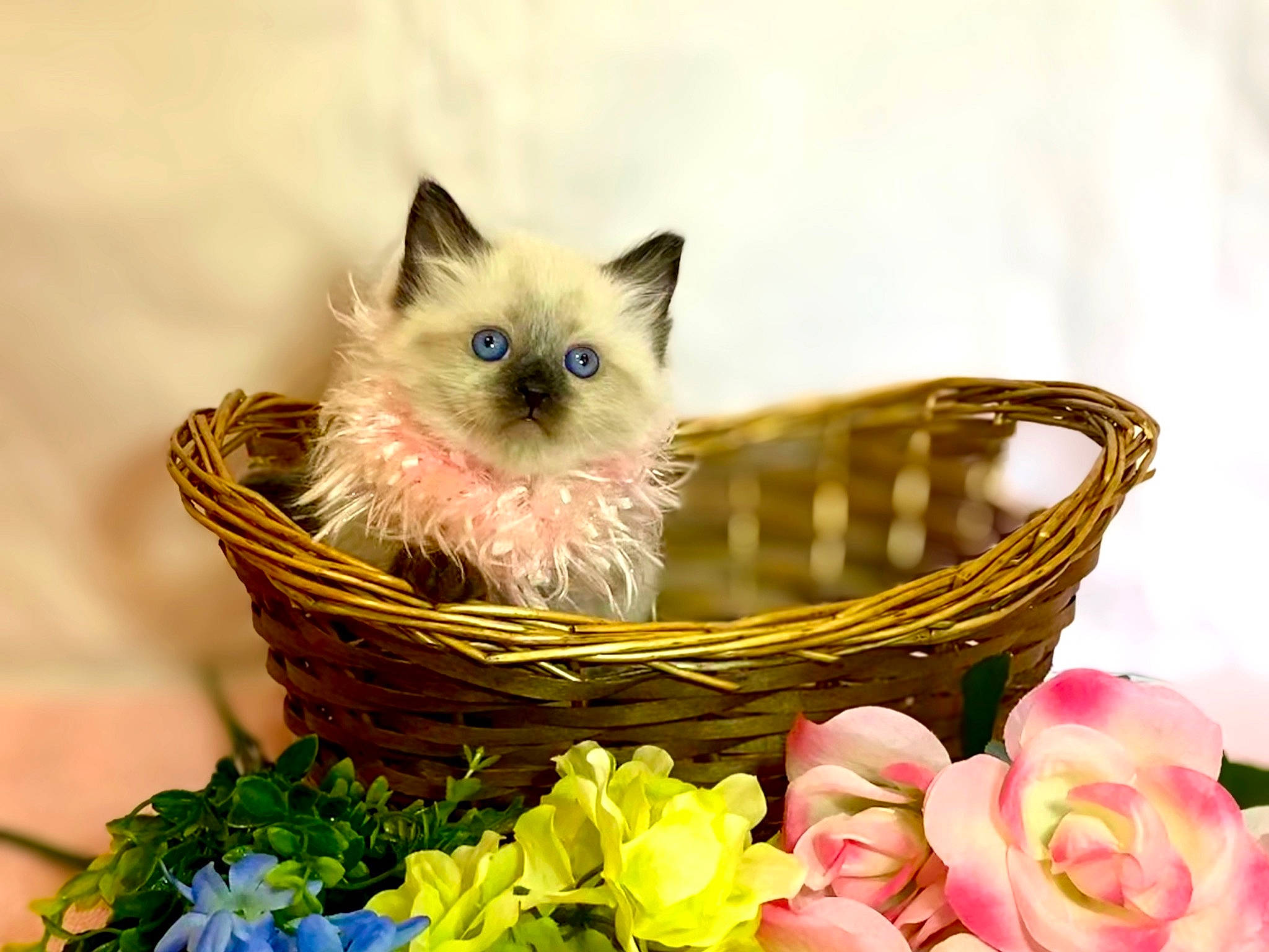 Lilac is registered to the contest to win money with this photo: artificial_flower, basket, carnivore, cat, companion_dog, dog_breed, event, fawn, felidae, flower, flower_arranging, fruit, hamper, hybrid_tea_rose, petal, plant, rose, small_to_medium_sized_cats, snout, whiskers