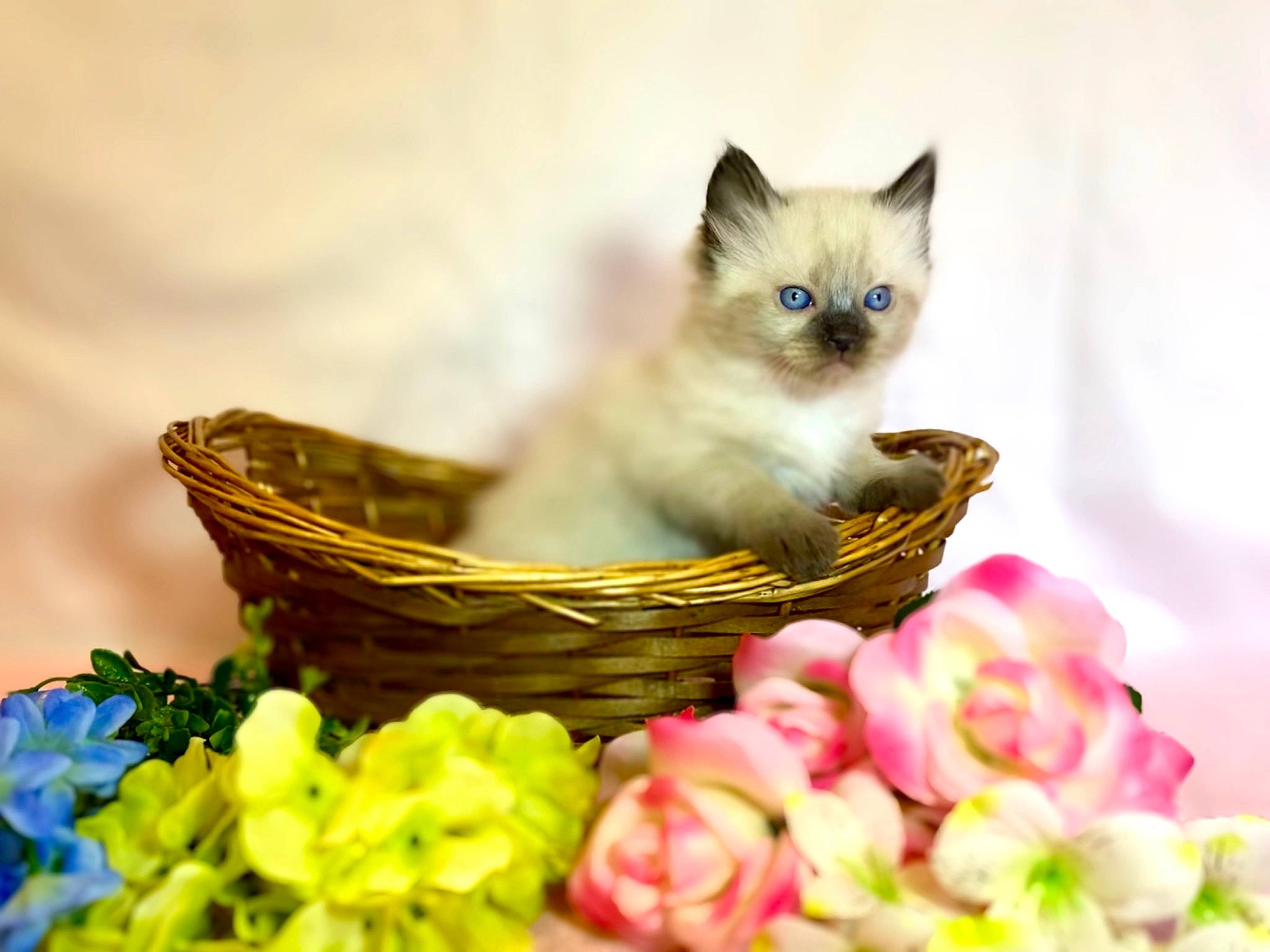 Sweet Pea is registered to the contest to win money with this photo: art, balinese, basket, carnivore, cat, close_up, domestic_short_haired_cat, fashion_accessory, fawn, felidae, flower, fur, grass, petal, plant, siamese, small_to_medium_sized_cats, snout, tail, whiskers