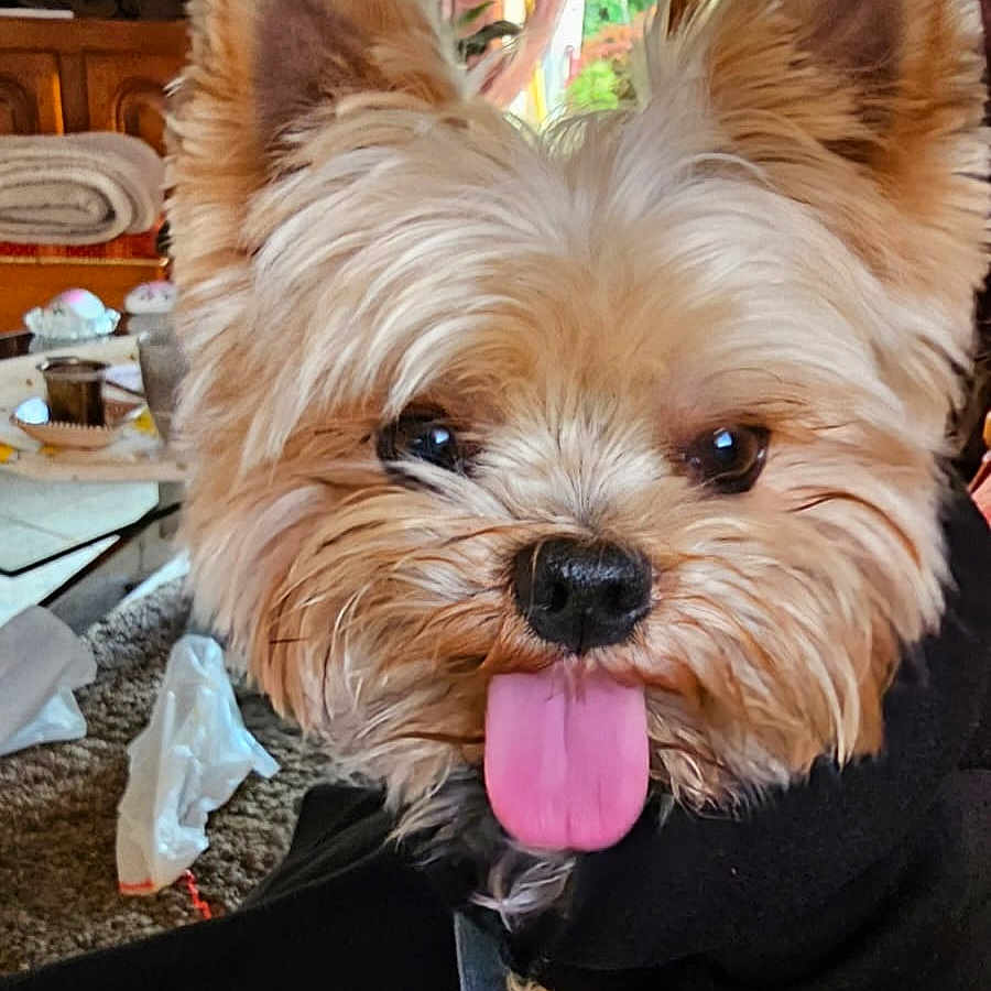 Pacha participe au concours pour gagner de l'argent avec cette photo : dog, small_dog, yorkshire_terrier, tongue_out, black_hoodie, indoor, blanket, window, curtains, tv, furniture, carpet, cute, pet, fur, ears, happy, animal, companion, smiling