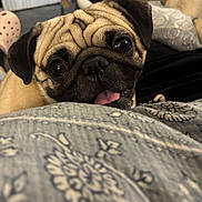 Frank joined the competition — help win amazing prizes! dog, pug, pet, close_up, tongue_out, indoor, blanket, pattern, fur, animal, cute, resting, face, eyes, cozy, home, furniture, blurred_background, companion, playing