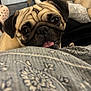 dog, pug, pet, close_up, tongue_out, indoor, blanket, pattern, fur, animal, cute, resting, face, eyes, cozy, home, furniture, blurred_background, companion, playing