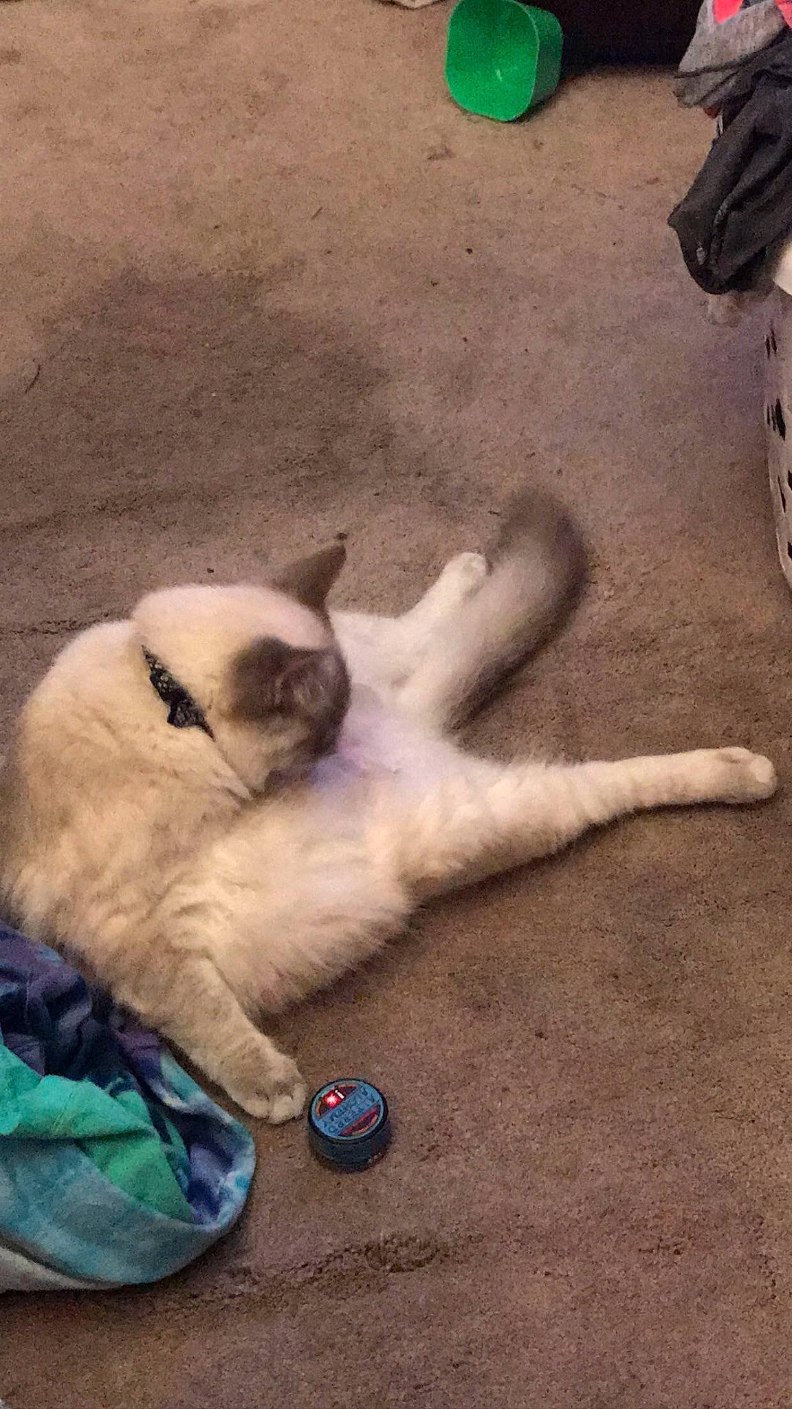 Simon joined the competition — help win amazing prizes! balinese, birman, carnivore, cat, comfort, companion_dog, dog_breed, fawn, felidae, foot, fur, grass, paw, siamese, small_to_medium_sized_cats, snout, tail, terrestrial_animal, tire, whiskers