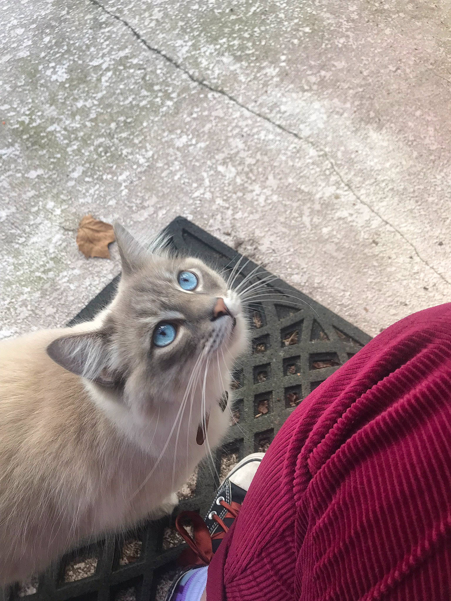 Simon is registered to the contest to win money with this photo: carnivore, cat, domestic_short_haired_cat, electric_blue, fawn, felidae, flooring, fur, grey, road_surface, small_to_medium_sized_cats, snout, thai, tonkinese, whiskers, woolen, woven_fabric