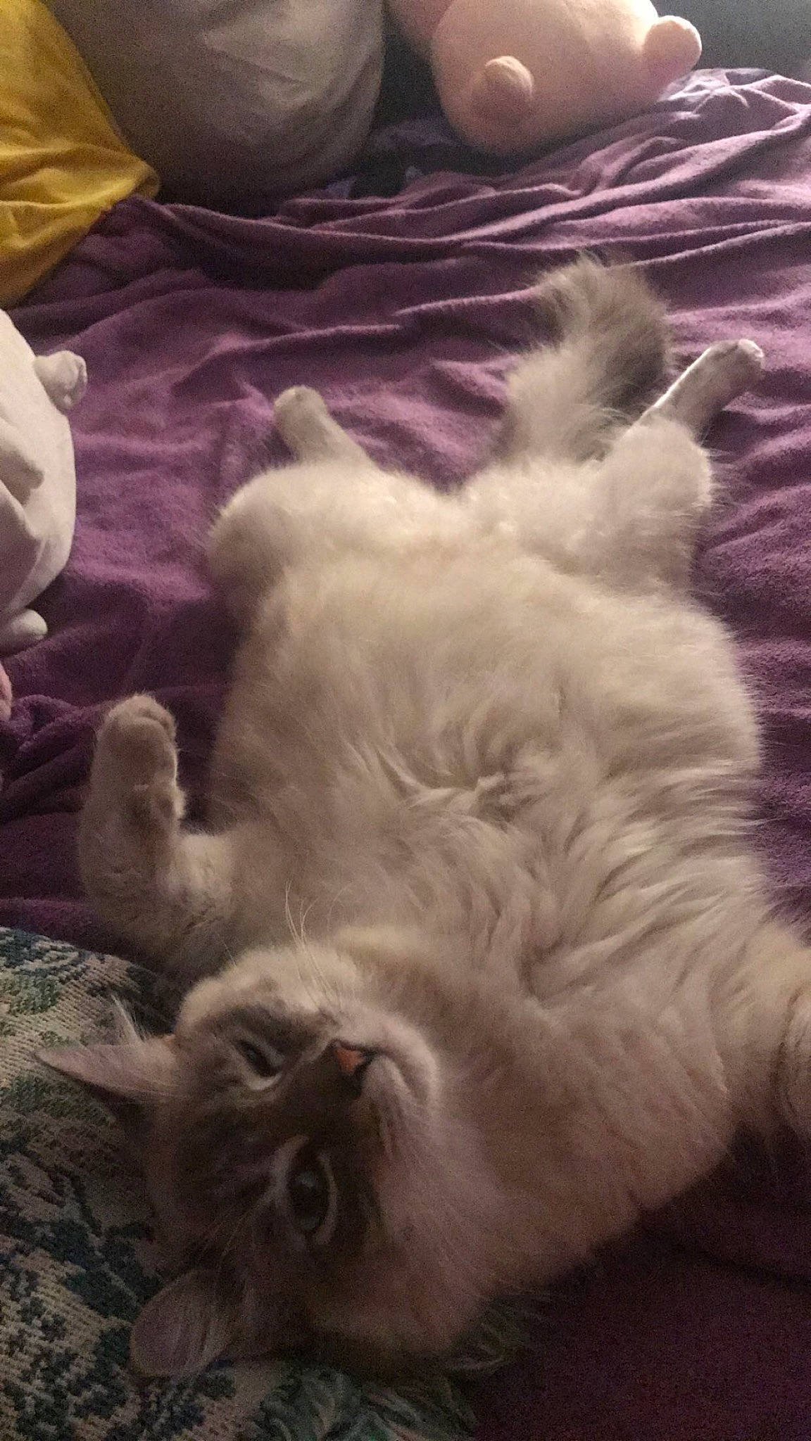 Simon joined the competition — help win amazing prizes! carnivore, cat, claw, comfort, companion_dog, dog_breed, fang, fawn, felidae, fur, nap, paw, small_to_medium_sized_cats, snout, tail, whiskers