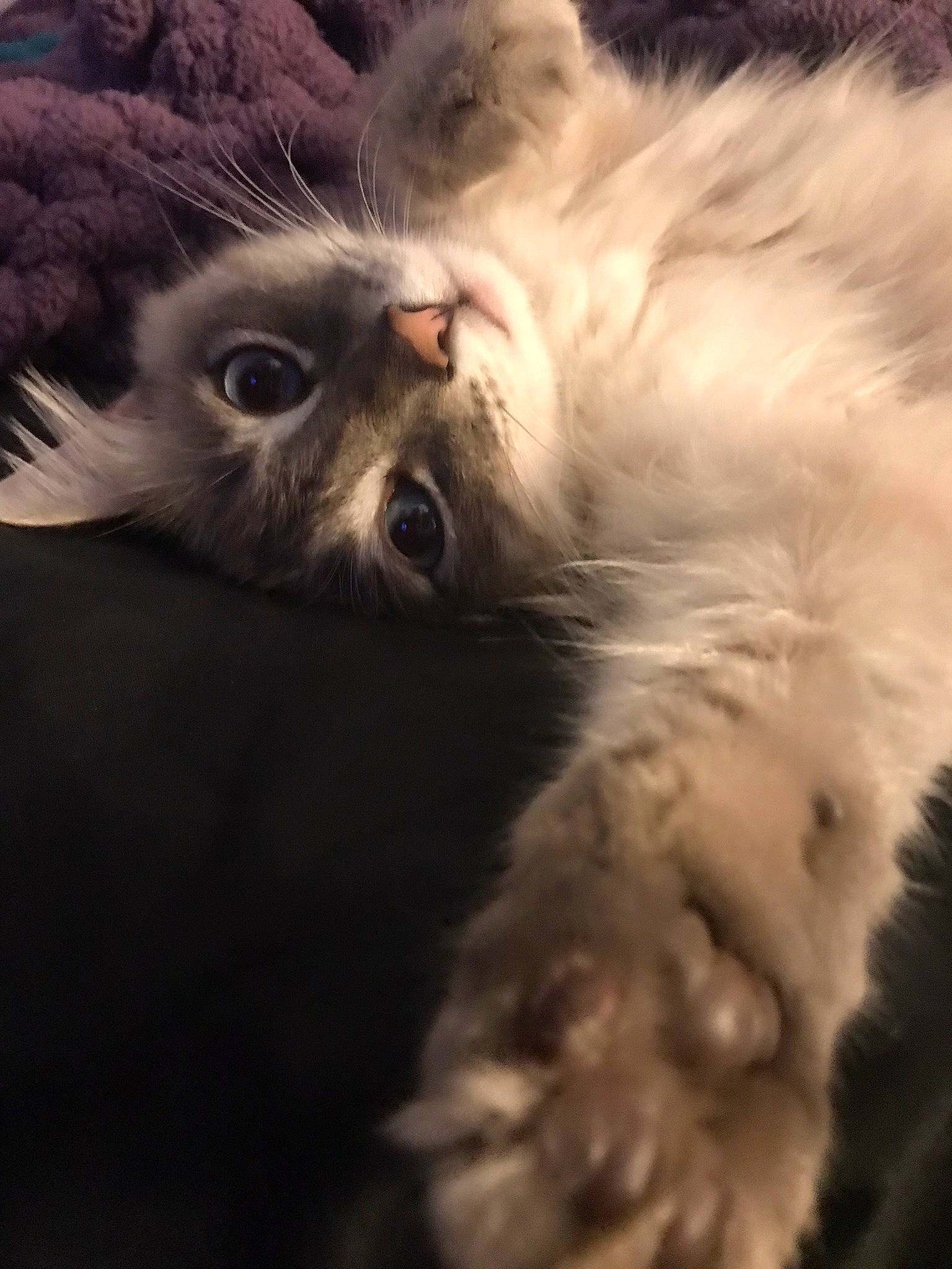 Simon is registered to the contest to win money with this photo: british_longhair, carnivore, cat, close_up, cloud, comfort, felidae, fur, paw, ragdoll, small_to_medium_sized_cats, snout, tail, terrestrial_animal, whiskers