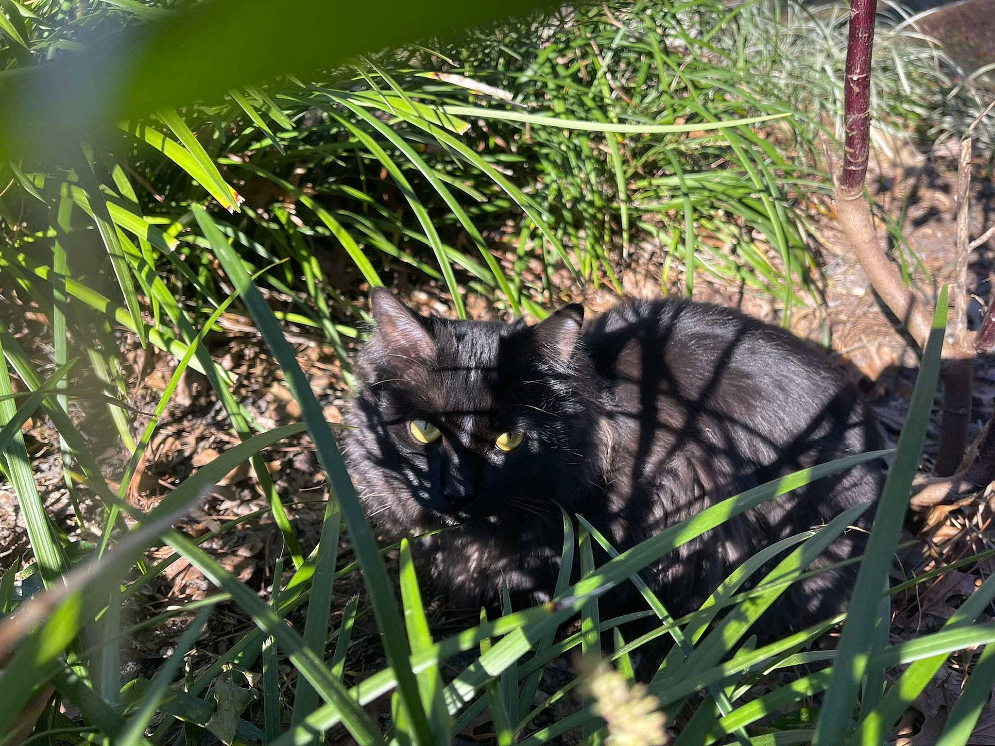 Berlioz joined the competition — help win amazing prizes! black_cat, carnivore, cat, dog_breed, domestic_short_haired_cat, felidae, fur, grass, grass_family, groundcover, hierochloe, plant, small_to_medium_sized_cats, snout, tail, terrestrial_animal, terrestrial_plant, vegetation, whiskers, wildlife
